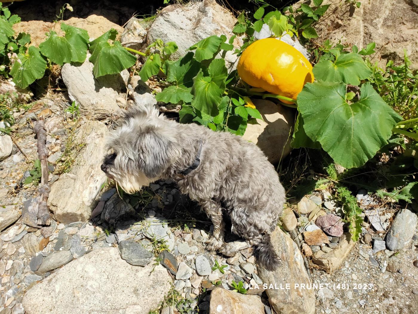 Pumpkin plant